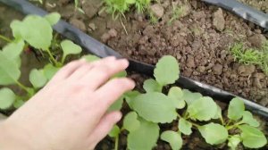 Мульчируем огурцы.Теплица.