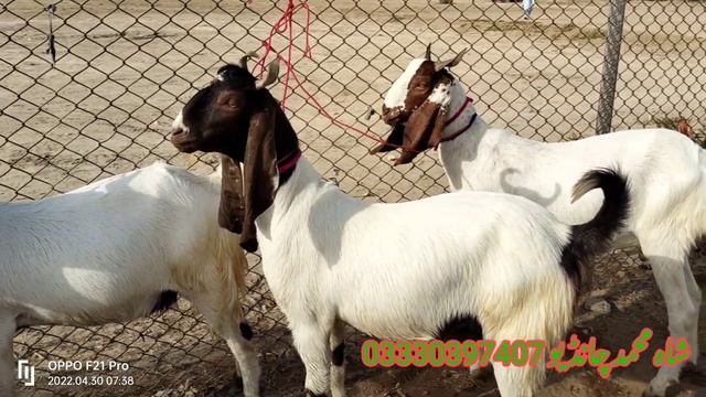 Latest Rates Update || in Bakra Mandi Tando Adam || Eid Ka Lay tayr Bakry How to Goat Low Rates смотреть онлайн