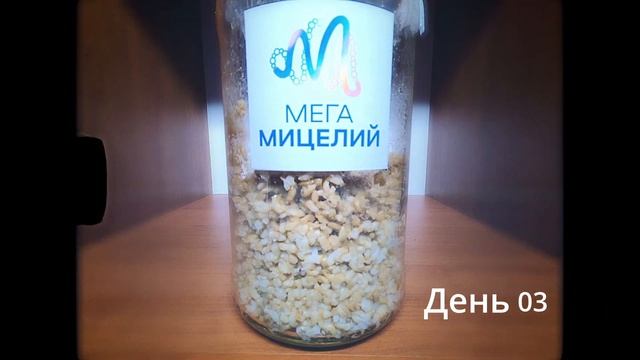Рост Ежовика Гребенчатого на ферме по дням смотреть онлайн