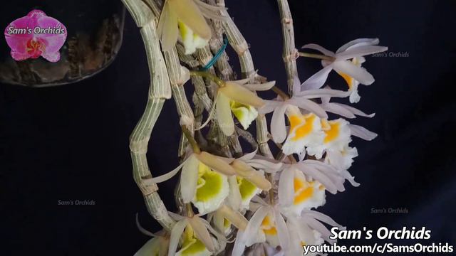 𝘿𝙚𝙣𝙙𝙧𝙤𝙗𝙞𝙪𝙢 𝙥𝙤𝙡𝙮𝙖𝙣𝙩𝙝𝙪𝙢 reblooming 2022 смотреть онлайн