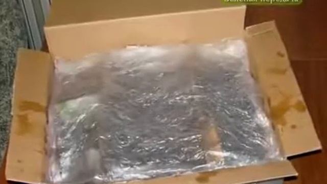 Выращивание корневого сельдерея