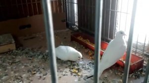 Поющие голуби. Горлицы