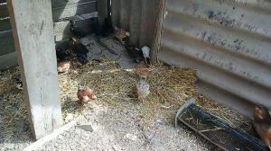 У цыплят каннибализм, что сделать!