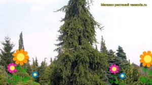 Ель обыкновенная Ротенхауз. Краткий обзор, описание характеристик, где купить picea abies Rothenhau