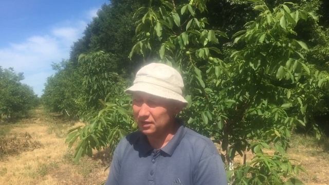 Карликовый лотерал форм грецкого ореха форм Идеал Кочерженко-ч 2 смотреть онлайн