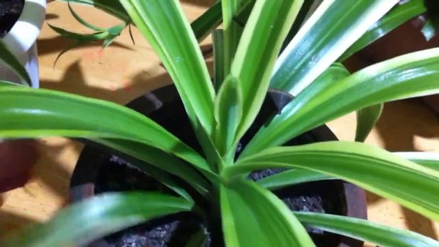 Мой Хлорофитум смотреть онлайн