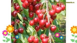 Черешня гибридная Бурлат. Краткий обзор, описание характеристик prunus avium Burlat