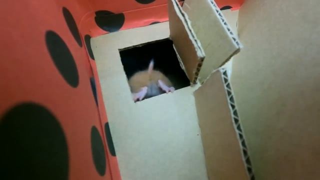 ?Hamster Funny Farting Game Lady Bug, Siren head, Piggy ? #hamsterDIY #pet смотреть онлайн