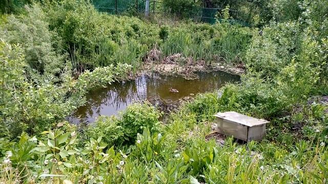 Утка со своим выводком на моем пруду 1 смотреть онлайн