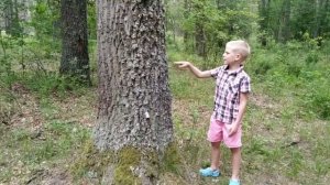Как определить Север и Юг в лесу