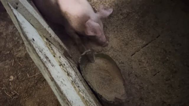 как растут поросята//цыплята с наседкой//вентиляторы рулят