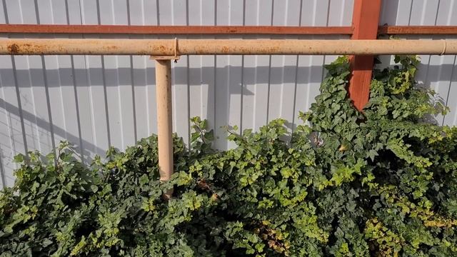 Плющ горизонтальный. Шикарный зеленый ковер круглый год смотреть онлайн