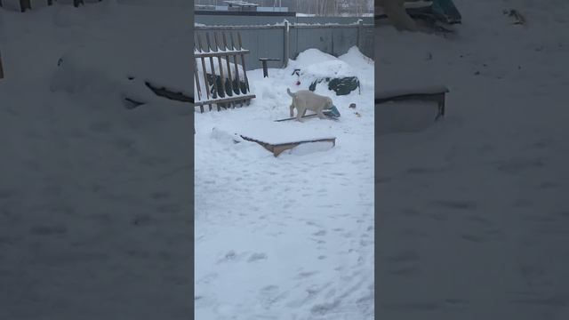 Эксплуатация детского труда. Алабайский ребенок подметать собрался 😂 #алабай #большаясобака #щенки смотреть онлайн