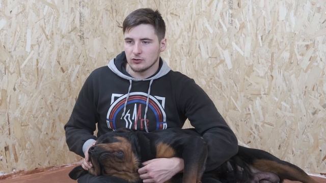 Не слушается собака? Бейте её! Как наказывать собаку за не послушание? смотреть онлайн