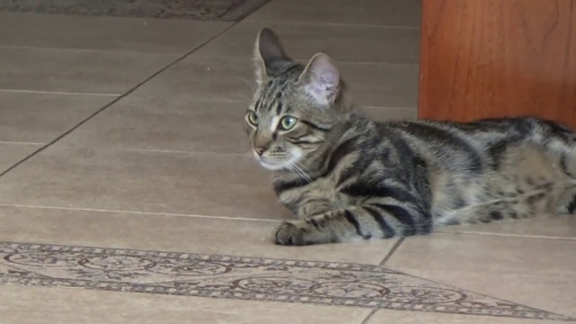 Мышка в шаре бегает на батарейках распаковка и играем Critters ball and Gaga toy смотреть онлайн