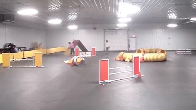 Java Agility Trial - Std Open Class смотреть онлайн