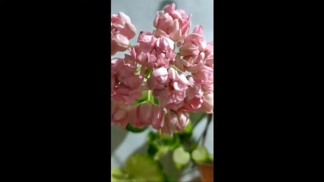Лучшие сортовые пеларгонии. Цветы как у пиона. Уникальная пеларгония Norrland. Король из Швеции ! смотреть онлайн