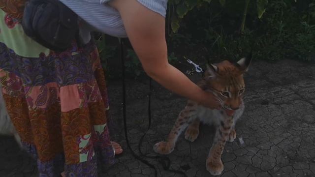 Рысь знакомится с собакой. / Lynx meet with the dog. смотреть онлайн