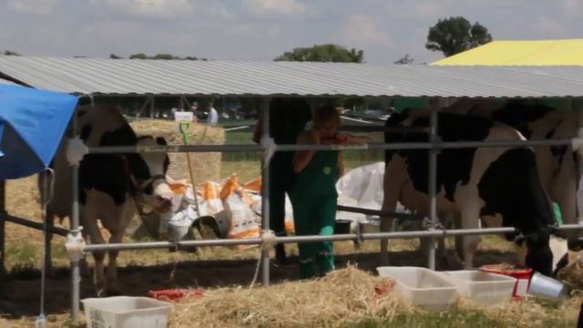 Белагро 2019 Выбираем лучшую племенную корову молочной породы Кастинг смотреть онлайн