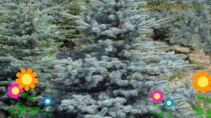 Ель голубая Кейбаб. Краткий обзор, описание характеристик, где купить саженцы picea pungens Kaibab