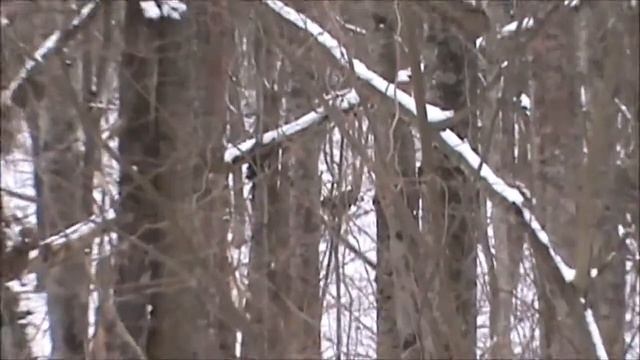 ДИКИЕ ЖИВОТНЫЕ ШИПОВА ЛЕСА смотреть онлайн