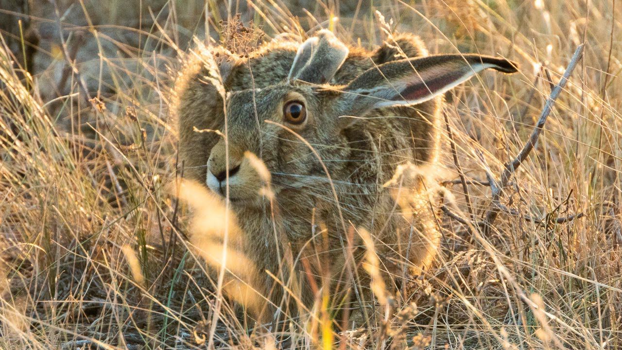 Зайцы в начале осени / Hares at the beginning of autumn смотреть онлайн