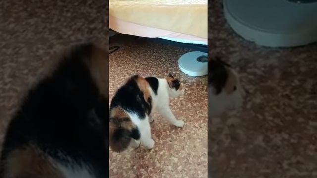 Кошка разговаривает человеческим голосом смотреть онлайн