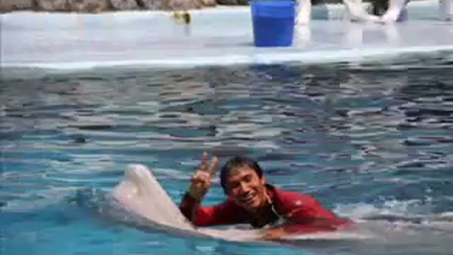 سائق الدولفين Dolphin Driver смотреть онлайн
