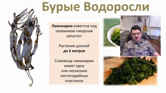 16. Водоросли (Speedrun ботаника 6 класс, ЕГЭ, ОГЭ 2021) смотреть онлайн