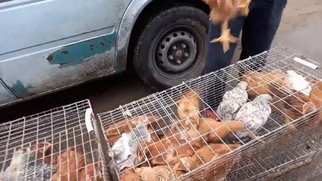 Цены на рынке на поросят. смотреть онлайн