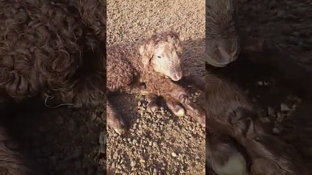 Ягнёнок с 6 НОГАМИ 2021 года рождения!!!!!!!!