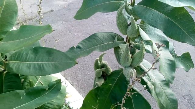 Декоративные огурцы / concombres d'ornement / Ziergurken смотреть онлайн