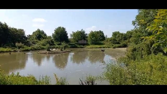 Прогулка в местный парк // Природа и животные))) смотреть онлайн