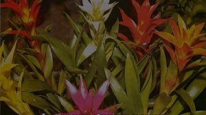 Гузмания — уход за цветком в домашних условиях