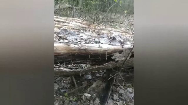 Строчки сморчковая шапочка и урнула смотреть онлайн