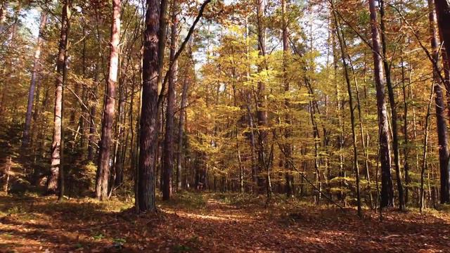Autumn Flight DJI Mavic