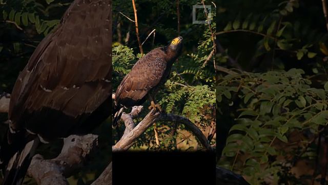 Crested serpent eagles, from Sri Lanka смотреть онлайн