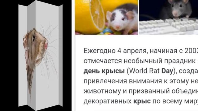 4 Апреля, Всемирный день крысы - Красивое Оригинальное Прикольное Музыкальное Видео Поздравление смотреть онлайн