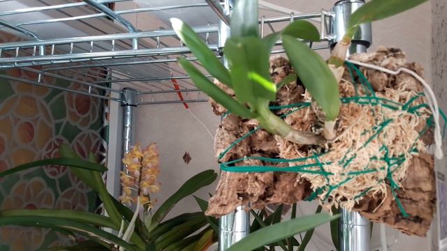 Phal Sogo Lawrence, цветение/blooming, орхидея на блоке))).