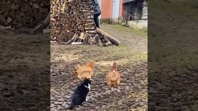 кот против петуха. смотреть онлайн