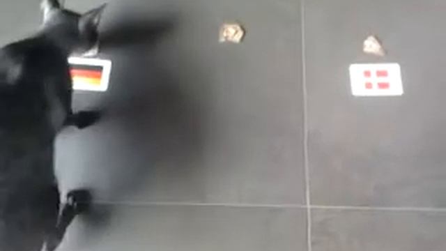 Oracle Piere try to guess winner between Germany and Denmark смотреть онлайн