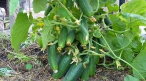 Что делать, если завязей на огурцах много, но они не идут в рост?