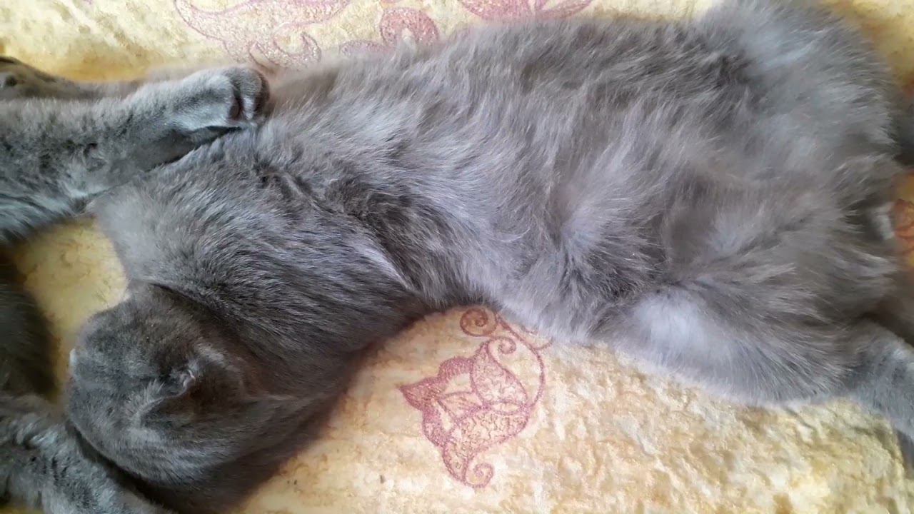 кто в доме хозяин?...... смотреть онлайн