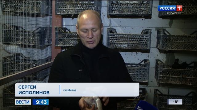 Подробности из жизни голубей смотреть онлайн