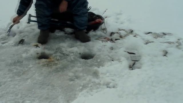 Ладога,плотва,поджопники