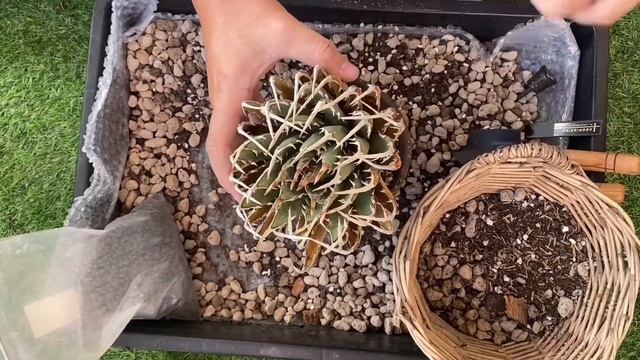 EP.5 │ Agave Utahensis Var. Eborispina │ ไม้หายาก │ ยูทาห์หนามยาวๆสวยๆ смотреть онлайн