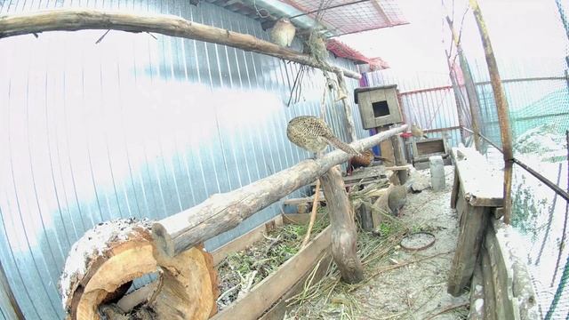 Микрозелень для птиц в зимнее время. Обзор вольера с фазанами разных пород в Челябинске смотреть онлайн