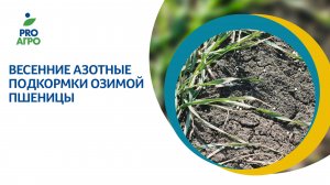 Весенние азотные подкормки озимой пшеницы