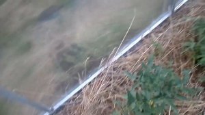 Что делать если россада помидор и перцев замёрзла ?