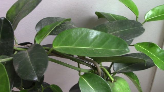 HOW TO CARE FOR MADAGASCAR JASMINE (STEPHANOTIS FLORIBUNDA) WITH A FRUIT смотреть онлайн